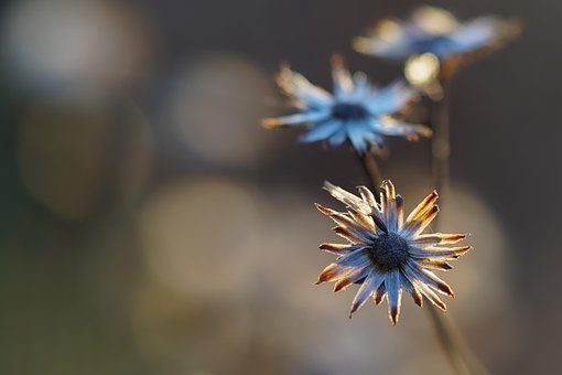 800以上の無料ドライフラワー 自然画像 Pixabay
