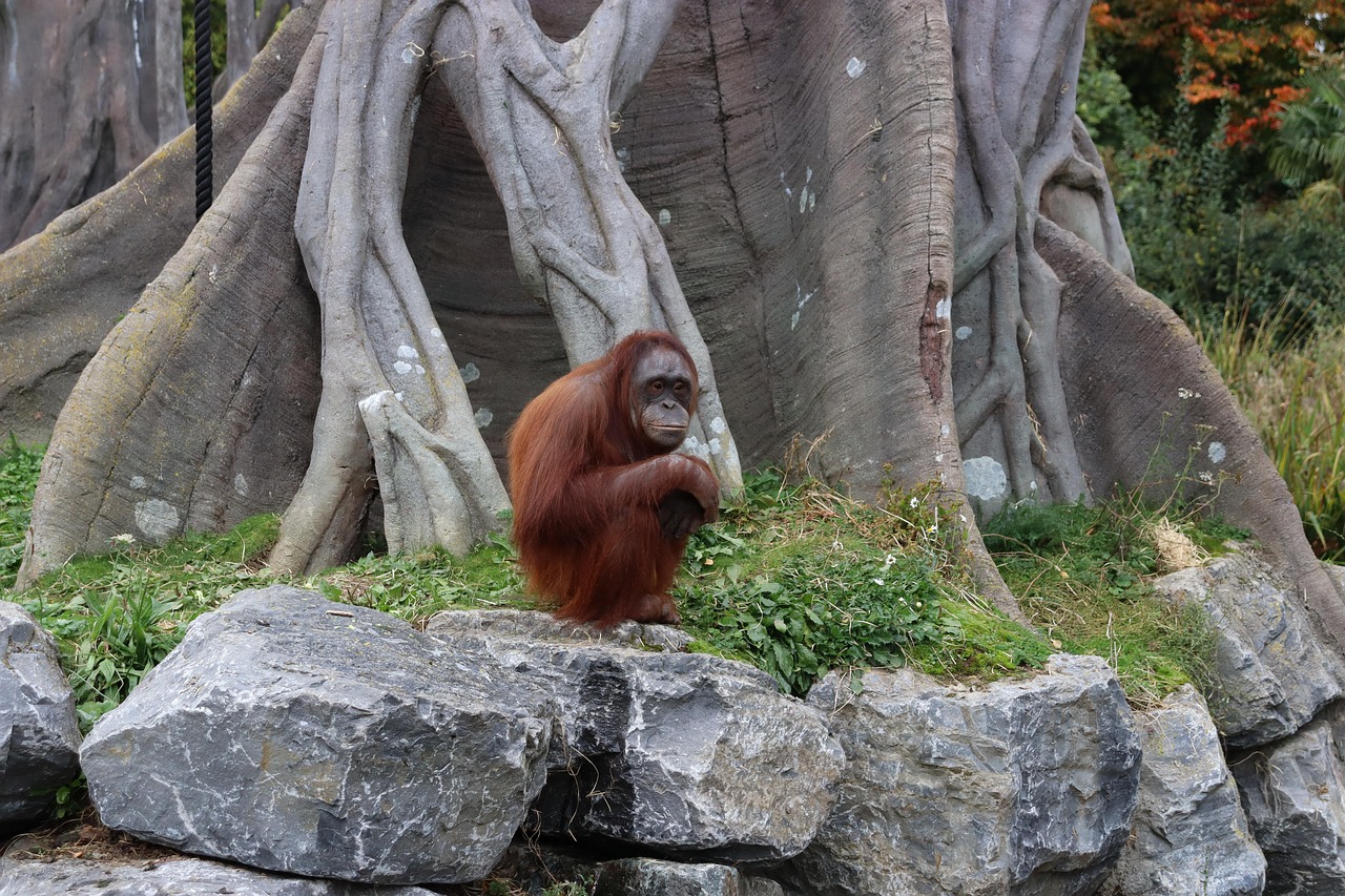 Orangutan - free online jigsaw puzzle photo