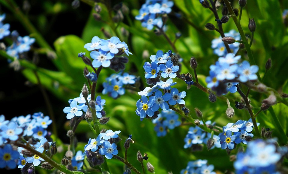 Vergissmeinnicht Blumen Blau Kostenloses Foto Auf Pixabay Pixabay vergissmeinnicht-blumen-blau-kostenloses-foto-auf-pixabay-pixabay