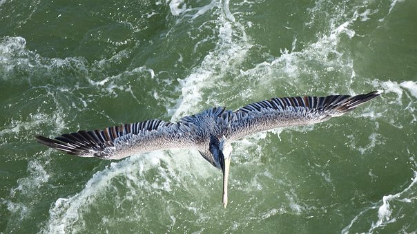 Free Pelican Sea photo and picture