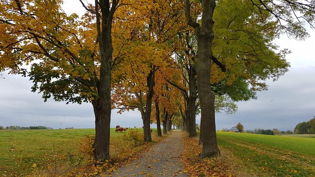 Free Allee Bäume photo and picture