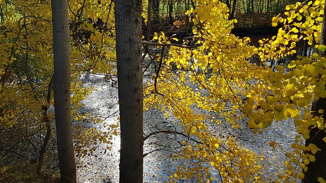 Teich Herbst Laub Free photo on Pixabay Pixabay