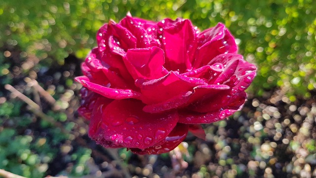 Free Rose Flower Wallpaper photo and picture