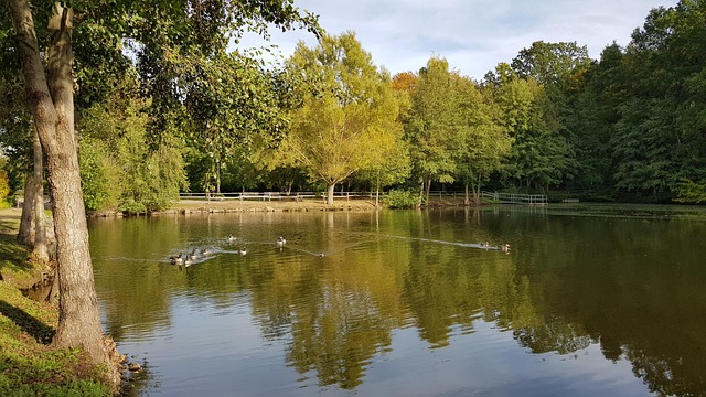Free Ducks Lake photo and picture