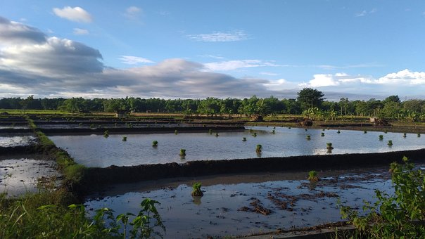 Paddy Feltet, Ris Feltet, Sawah