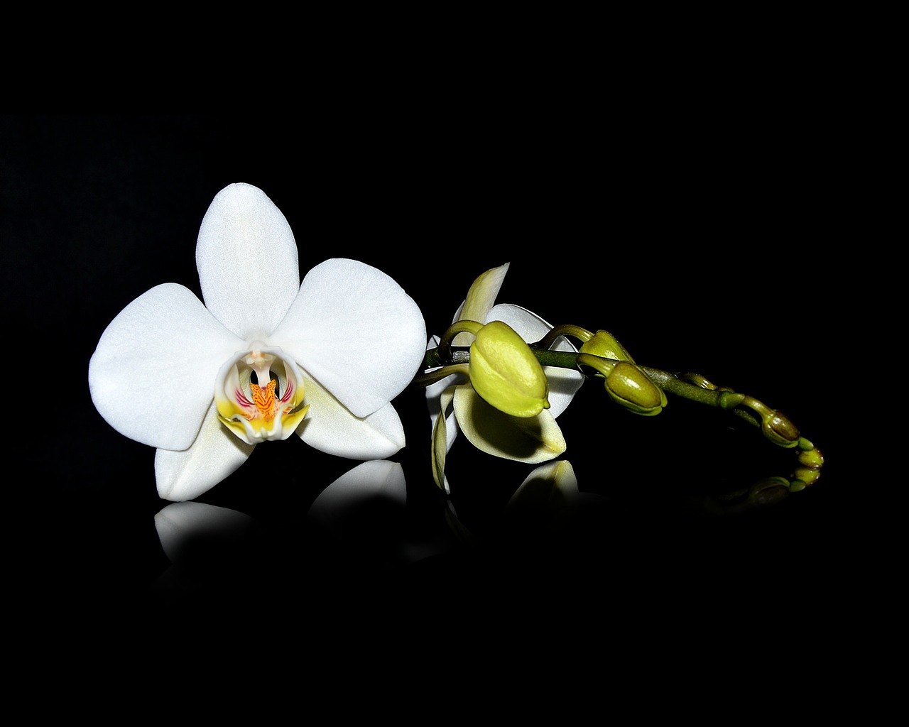 Flowering Nature Flowers Free Photo On Pixabay Pixabay flowering-nature-flowers-free-photo-on-pixabay-pixabay