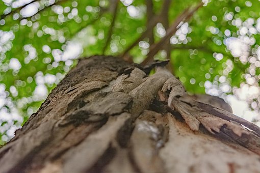 Free Tree Trees photo and picture