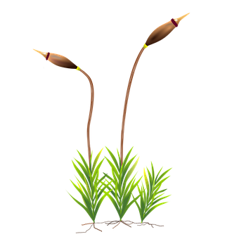 Free Moss Plant illustration and picture