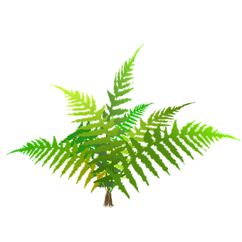 Free Fern Leaves illustration and picture