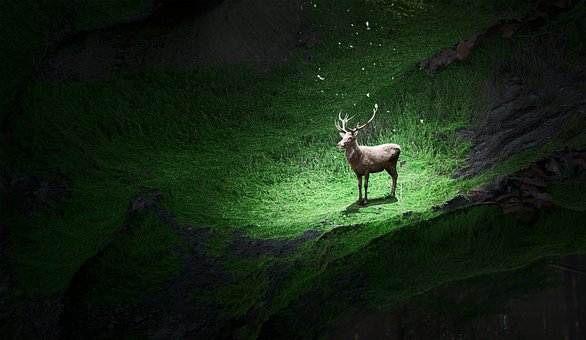 Free Forest Fog photo and picture