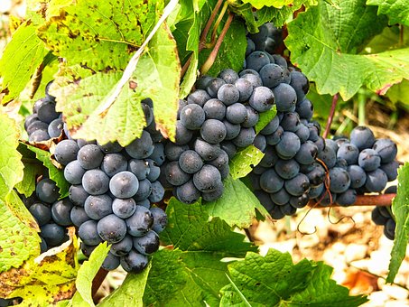 Free Grapes Vine photo and picture