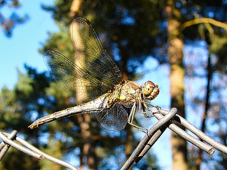 Free Nature Animals photo and picture