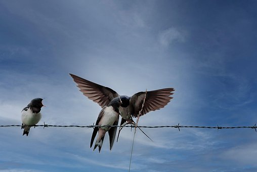 Free Swallows Heaven photo and picture