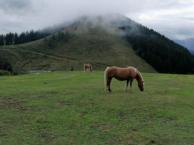 Free Horse Nature photo and picture