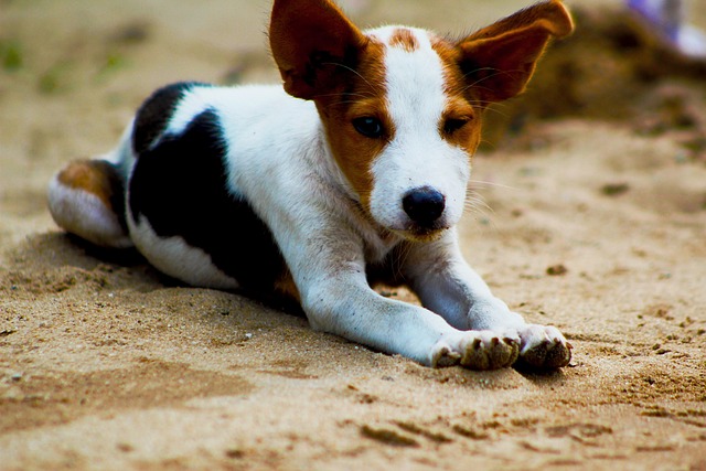 Hond, Puppy, Hoektand, Poten, Zoogdier