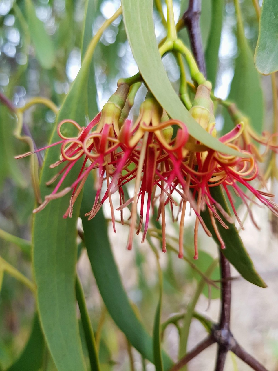 Gum Tree Blossoms Free photo on Pixabay Pixabay