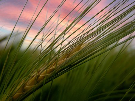 Free Field Wheat photo and picture