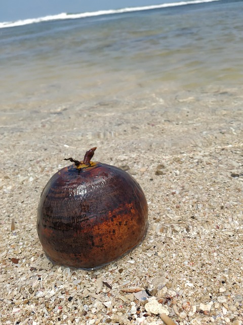 Free Coconut Beach photo and picture