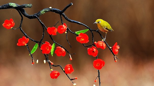 Vogel, Blume, Rot