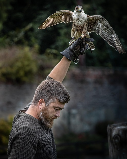 Vogel, Falke, Falknerei, Raubvogel, Flug