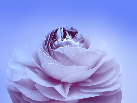 Free Flower Ranunculus photo and picture