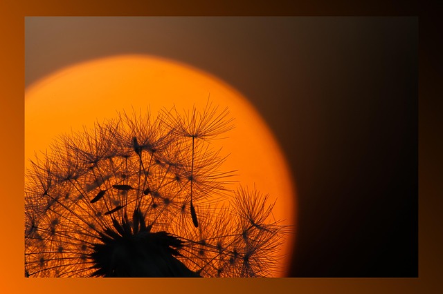 Free Dandelion Sunset photo and picture