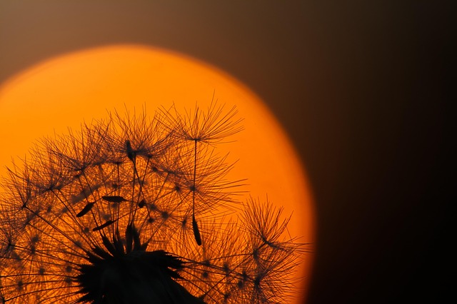 Free Dandelion Sun photo and picture