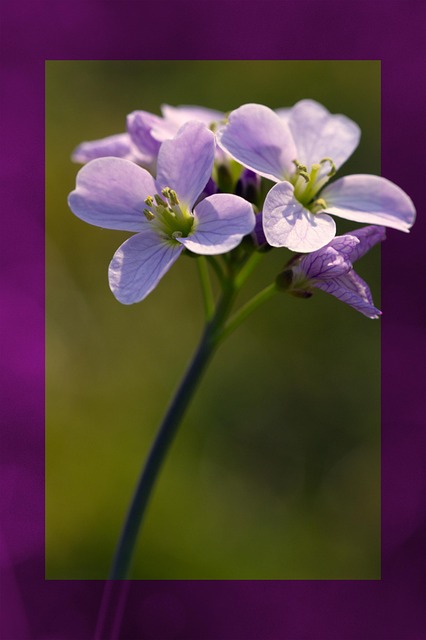 Free Flower Nature photo and picture