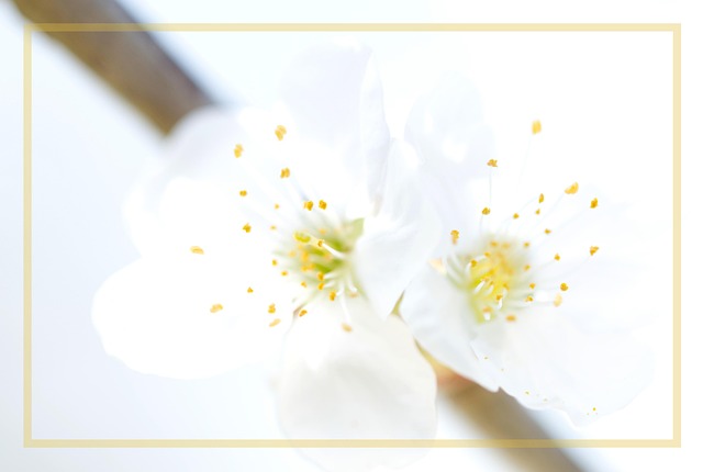 Free Flower Nature photo and picture
