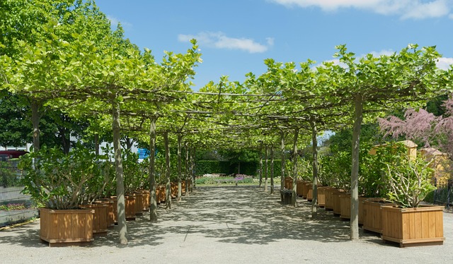 Free Park Trees photo and picture