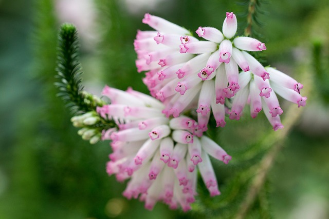 Free Flora Flowers photo and picture