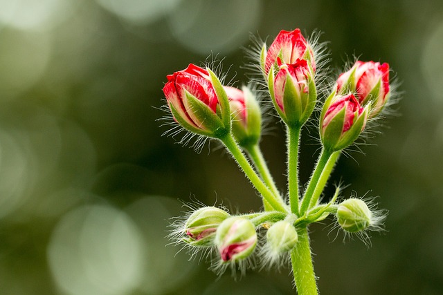 Free Flowers Buds photo and picture