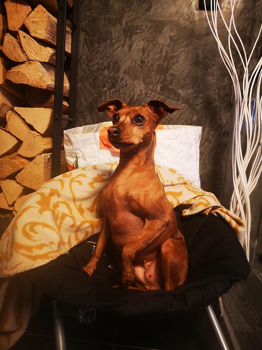 狗短毛猎犬动物 Pixabay上的免费照片