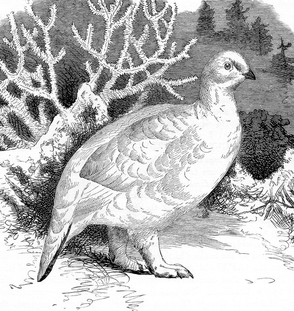 Download free HD stock image of Bird Ptarmigan Free bird ptarmigan winter plumage illustration