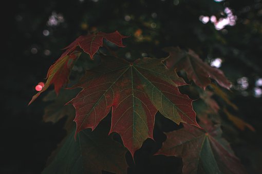 Blad, Bladårer, Ahorn Blad, Ahorntræ
