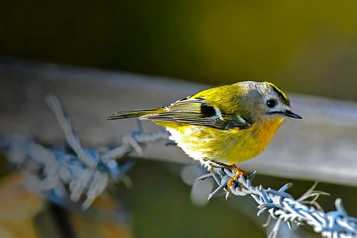 Free Bird Ruler photo and picture