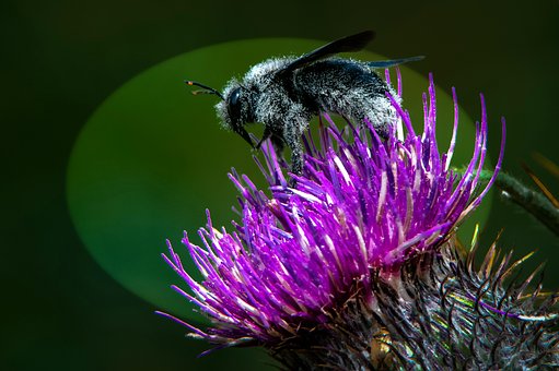 Free Bee Nectar photo and picture