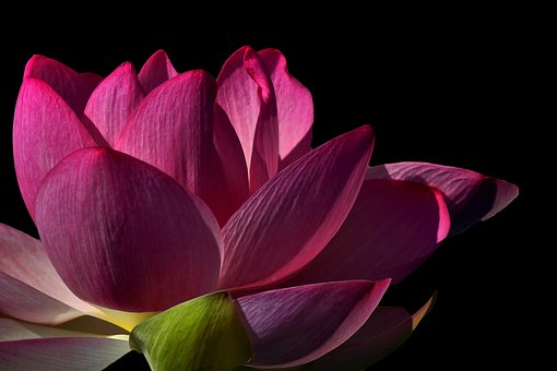 Free Flower Flower Wallpaper photo and picture
