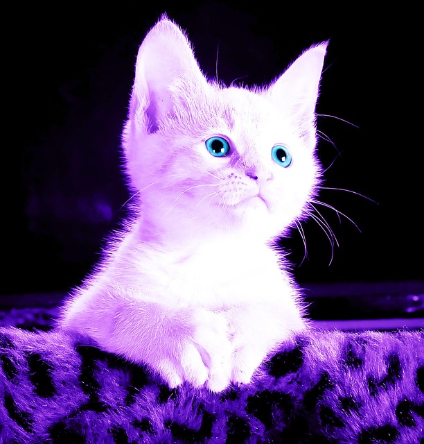Free Gato Beleza photo and picture