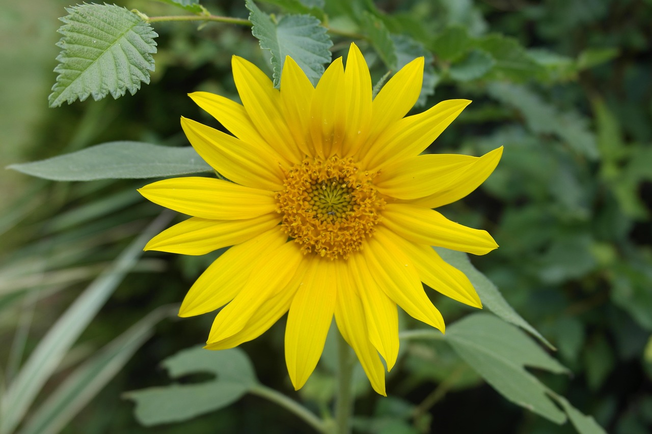 Sonnenblume Sommer Gelb - Kostenloses Foto auf Pixabay - Pixabay