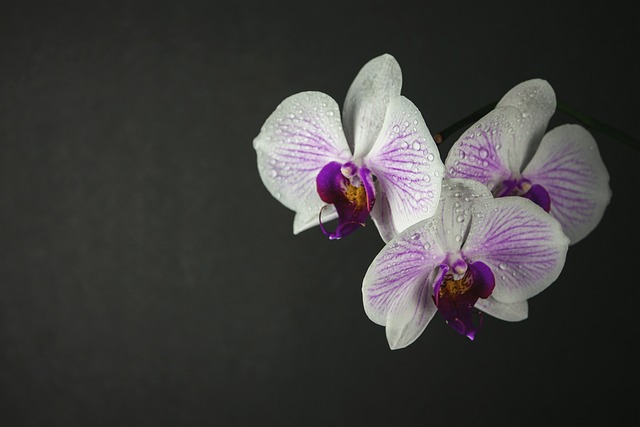 Blume, Orchidee, Blüte, Elegant