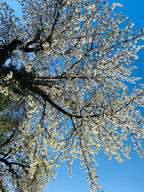 Free Spring Tree photo and picture