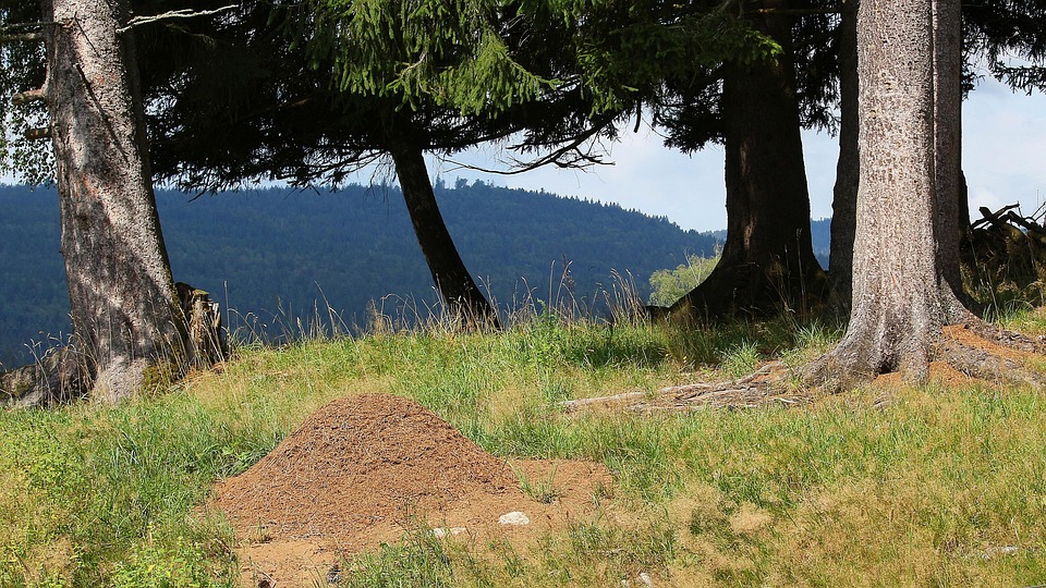 Natur, Wald, Ameisenhaufen