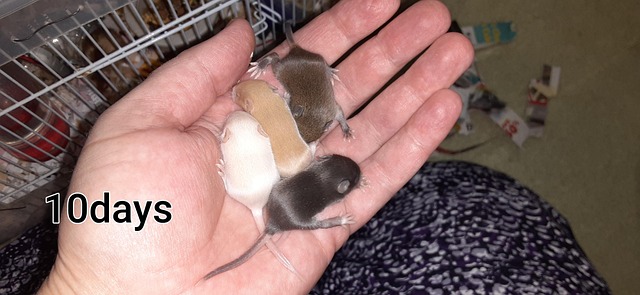 Free Baby Mice Pets photo and picture