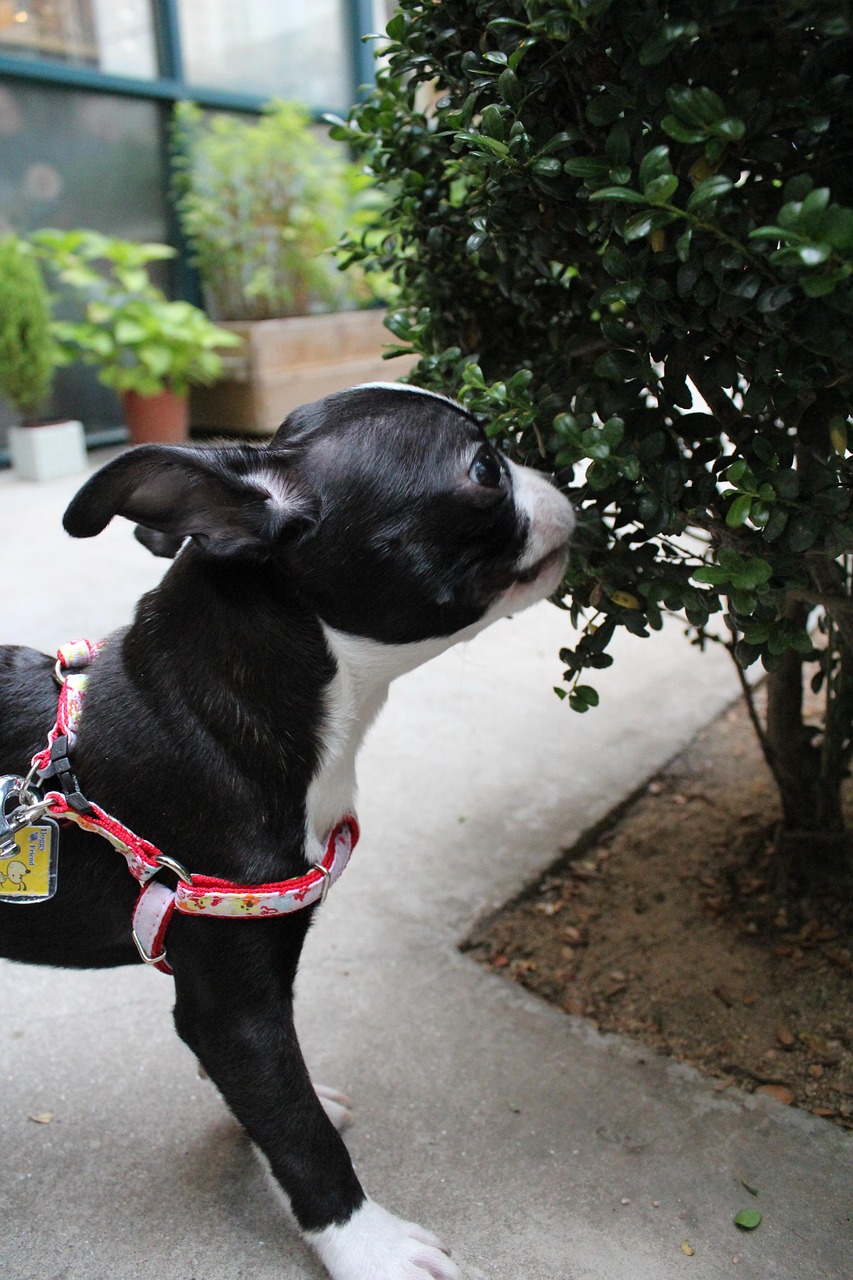 BONSNY Boston Terrier Schlüsselanhänger – Emaille-Legierung Mit Strass, Ca. 45mm, Charmantes Hundezubehör-Geschenk
