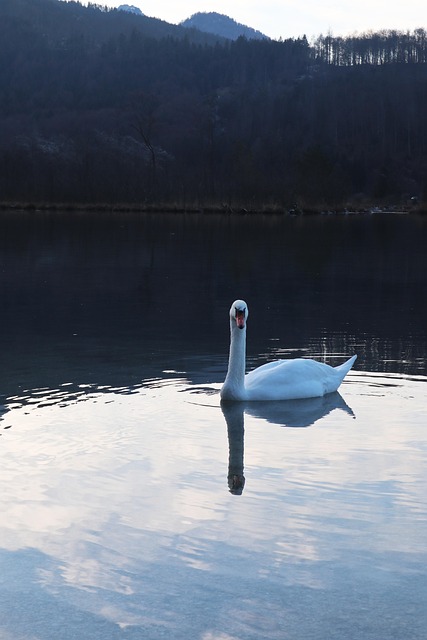 Schwan, Berge, See, Landschaft
