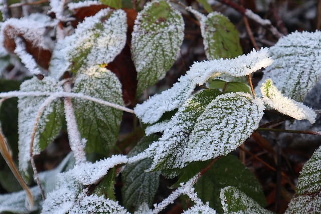 Blätter, Frost, Winter, Laub, Pflanzen