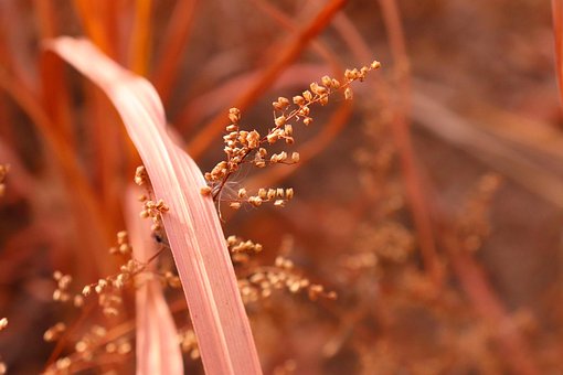 Free Autumn Light photo and picture