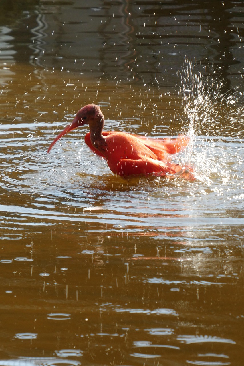 L Ibis Rouge Oiseau Bec Monde Photo Gratuite Sur Pixabay Pixabay