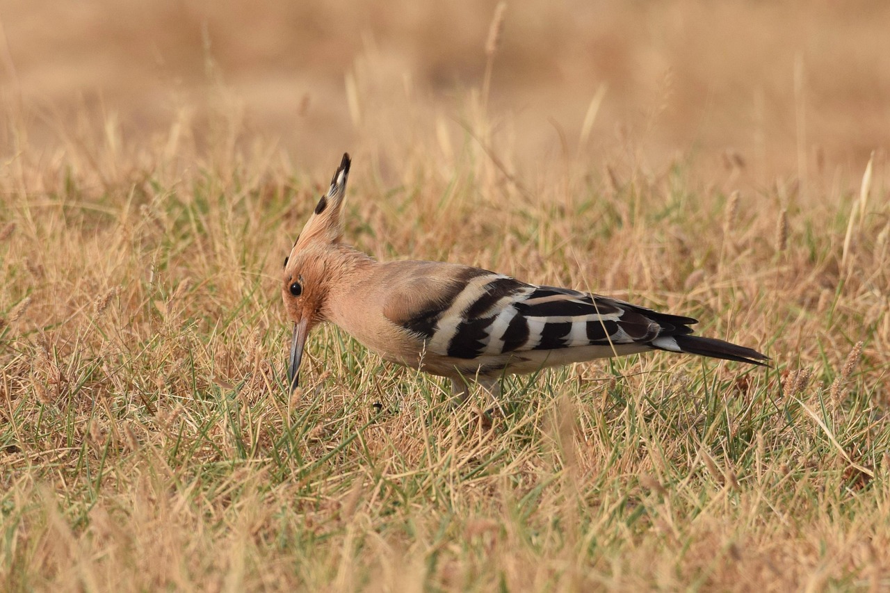 Hoopoe Bird Nature - Free photo on Pixabay